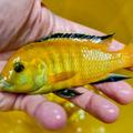 Malawi ... Labidochromis Yellow 10ks 11-14cm