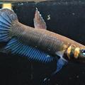 Betta Mandor F1