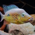 Cribroheros rostratus
