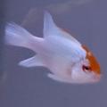 Mikrogeophagus ramirezi