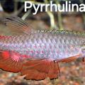 Pyrrhulina brevis