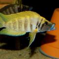 Altolamprologus calvus Yellow