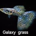 Šlechtěné guppy - paví očka
