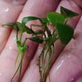 Anubias nano