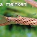 Štíhlotělky - Copella meinkeni