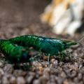 Neocaridina Davidi sp. var. Dark Green Jade