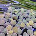 Phyllanthus fluitans