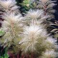 Myriophilum matogrosense gold