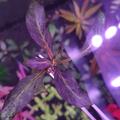 Staurogyne repens purple