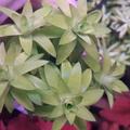 Tonina Fluviatilis