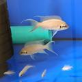 Tanganyika ... Neolamprologus brichardi .... 17rybek