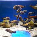 Tanganyika ... Tropheus moorii red rainbow a T. sp. Ikola