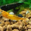 Neocaridina Davidi  sp. var. "Orange"