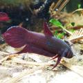 Betta coccina