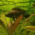 Altolamprologus Calvus Black Pect.