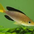 Cyprichr. leptosoma Jambo Yellow
