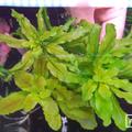 Ludwigia sphaerocarpa
