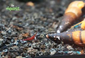 Caridina dennerli