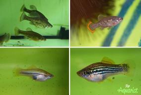 Chapalichthys pardalis, Zoogeneticus tequila, Xiphophorus montezumae, Xiphophorus Helleri Yucatan II