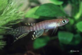 Pokud se samce a samice Aphyolebias peruensis oddělí na příliš dlouhou dobu, samice vyžene svá vejce.