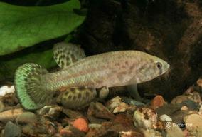 Austrofundulus guajira COL 2006 jsou velmi silní jedlíci.