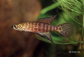 Druh s vnitřním oplodněním: Campellolebias dorsimaculatus.