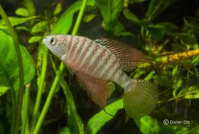 Skupina druhů Hypsolebias antenori vyžaduje vyšší inkubační teploty.