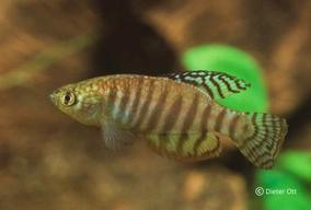 Hypsolebias alternatus