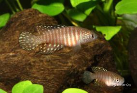 Samice ze skupiny Hypsolebias notatus následují samce podle výzkumů Belote & Costa (2002) až poté, co se již ponořili.