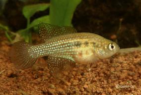 Hypsolebias trilineatus brasilandia