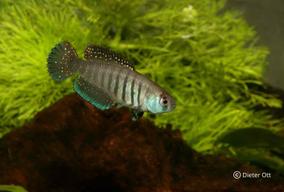 Chov Matilebias alexandri Taia z příbuzenstva Argolebias nigripinnis není obtížný.