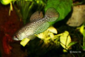 Megalebias wolterstorffi (hier ein Tier von Porto Alegre) je nyní ve svém přirozeném výskytu ohrožen.