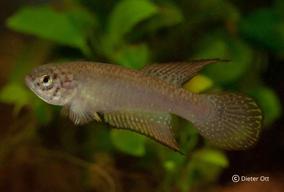 Nematolebias whitei BSY 95/03 překonává v produktivitě každého guppyho.