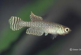 Nachází se ve státě Rio de Janeiro: Notholebias minimus Seropédica.