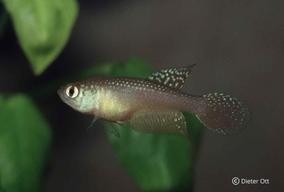 Opthalmolebias bokermani CEPLAC se v hobby stal vzácným.