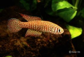 Simpsonichthys punctulatus