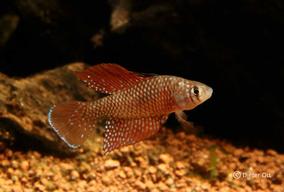 Spectrolebias reticulatus