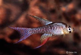 U druhu Terranatos dolichopterus jsou inkubační teploty kolem a nad 25°C příznivé.