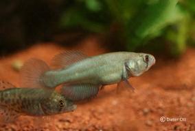 U druhu Titanolebias elongatus mohou být dešťovky vítanou potravou.