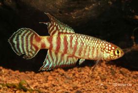 Během imponování druhy Xenolebias pataxo zvedají nepárové ploutve.