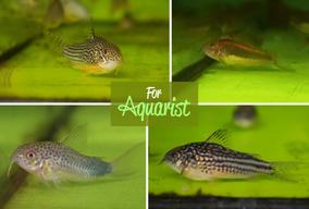 Corydoras sterbai, Corydoras CW013 - Red stripe,  Corydoras similis, Corydoras napoensis