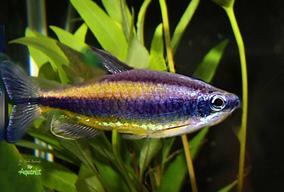 7.	Phenacogrammus auranthicus jsou u nás velice vzácné.