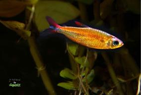 8.	Phenacogrammus deheyni jsou v Evropě výjimečné