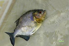 Černé piraně jsou v černých vodách Rio Negro nad Manaus hojně loveny.