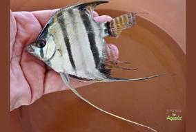 Kolem Manaus je řada různých „červenohřbetých“ variant skalár Pterophyllum scalare „Santa Isabel“. Jsou tu také někdy nazývány „Red Altum“. 