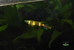 Pseudoepiplatys annulatus