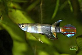 Pseudoepiplatys annulatus