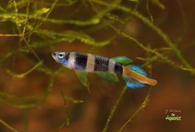 Pseudoepiplatys annulatus