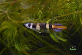 Pseudoepiplatys annulatus