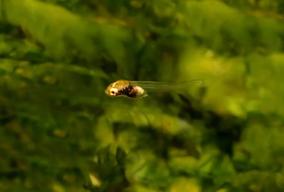 Pseudoepiplatys annulatus - 7-dniowy samiec.
